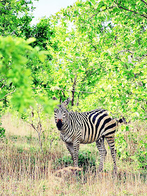 lone zebra foliage background