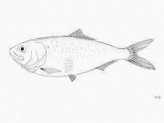 menhaden Brevoortia tyrannus