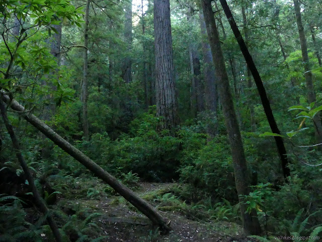 redwoods in the gathering gloom