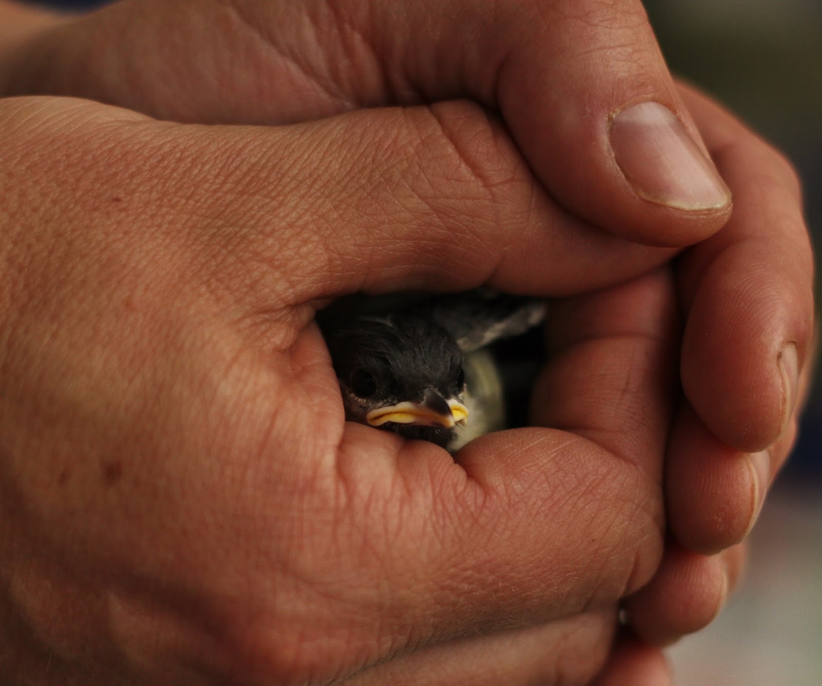 spatz in der hand