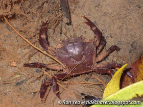 Maculate Freshwater Crab (Parathelphusa maculata)