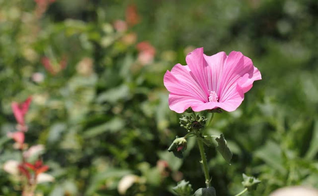 Annual Mallow Flowers Pictures