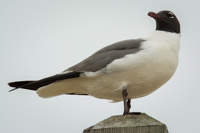 Laughing Gull, Rollover Pass