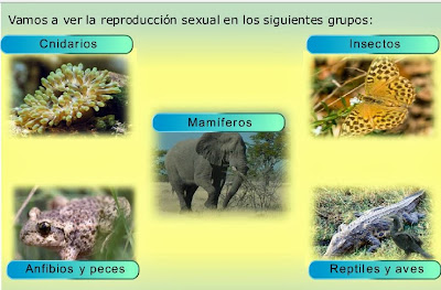 http://recursostic.educacion.es/secundaria/edad/2esobiologia/2quincena10/imagenes/reprod_sexu_animalnv.swf