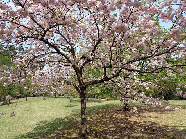 八重桜が満開