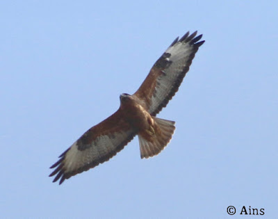 Common Buzzard