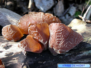 Oreille de Judas - Auricularia auricula-judae