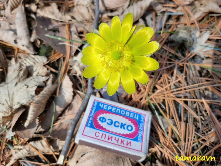 Адонис амурский (Adonis amurensis)