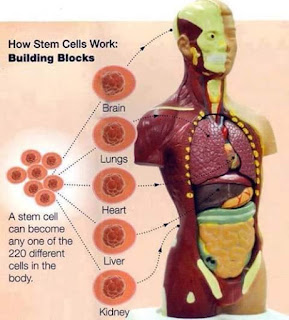 Manfaat dan Khasiat CellMaxx untuk Kesehatan Tubuh, khasiat cellmaxx, manfaat cellmaxx, kandungan cellmaxx, cellmaxx terafi stemcell