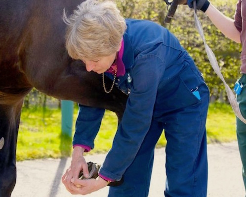 Dr Sue Dyson