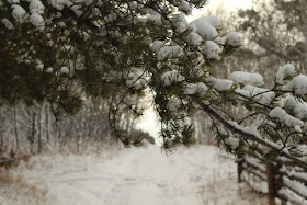 Snowy trail through pine trees