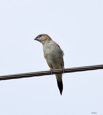 Indian Silverbill