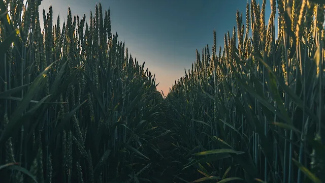 Field, Grass, Path, Sky