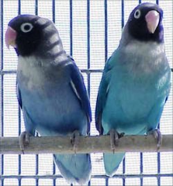  jenis love bird dan harganya Info Terbaru