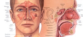 تجميعة ملفات ENT Practical + Slides 