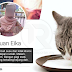 'Bancuh susu + klorox, bangun pagi esok tengok kucing jiran terbaring kejung' - Netizen kecam wanita mengaku bunuh kucing jiran