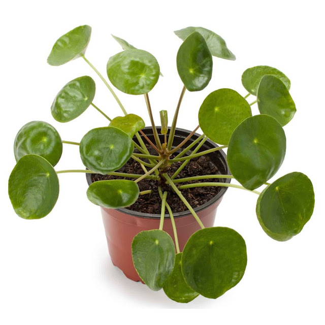 Money Plant: How to Grow, and Care for Chinese Money Plant - Digitalwisher.com
