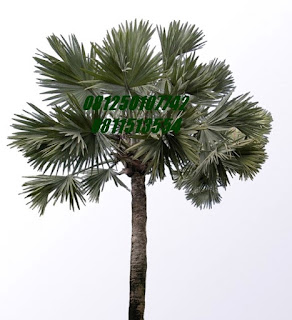 Palm Bismarkia | Jasa Tukang Taman Surabaya