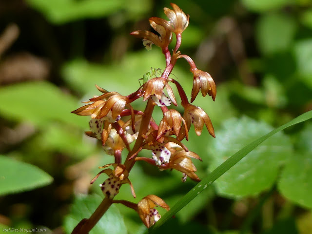 green grasshopper on a coralroot orchid