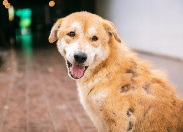 Dogs hair falling out or alopecia