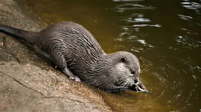 Otter Eating