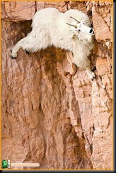 Being on a tightrope is living. Everything else is waiting. -- Karl Wallenda

I never did find out how this Mountain Goat, Oreamnos americanus, managed to get down. I was there for more than an hour and it kept licking away at the mineral in the rock. It was a sheer drop below, there was no apparent way up or sideways. But then otherís did some amazing feats of climbing that the best mountain climbers would be envious of. Goat Lick Overlook, Glacier National Park, MT

When contacting us regarding this print, please refer to image file Mountain Goat, Oreamnos americanus, Goat Lick Overlook, Glacier National Park, MT. Fine Art Prints are available: 24îx36î $595, 16îx24î $395, 8îx12î $195. We donate 10% of purchases to environmental or educational causes. All images are available at no charge for use by environmental, charitable, or educational organizations as long as the source is properly referenced and the image remains unedited. For commercial use, please contact us.