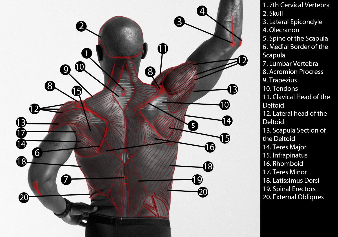 Term 1: Advanced Skills: Looking at the Back muscles!