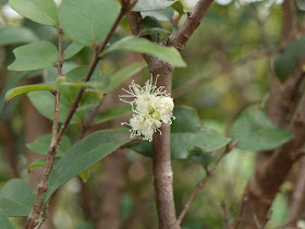 樹葡萄（嘉實果）開花