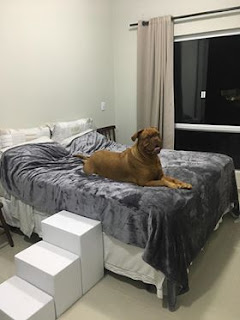 escadas para cães gigantes