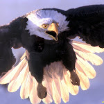 Bald Eagle2.jpg