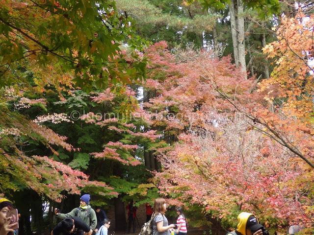 Fushoushan Farm maple autumn foliage