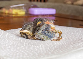 eastern bluebird nestling eyes open