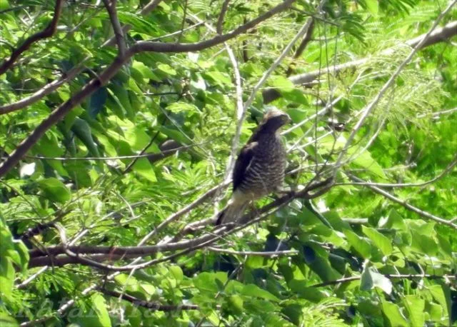 台湾,サシバ,灰面鵟鷹,赤腹鷹,アカハラダカ,遊隼,はやぶさ,紅隼,チョウゲンボウ,澤鵟,チュウヒ,魚鷹,ミサゴ,鶴悠旅行社,悠鶴旅遊,屏東縣,台湾の自然,佳楽水,恒春半島,台湾