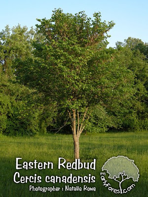 Maple Bonsai Tree on Forest   Tree Photography And Information  Photo   Eastern Redbud Tree