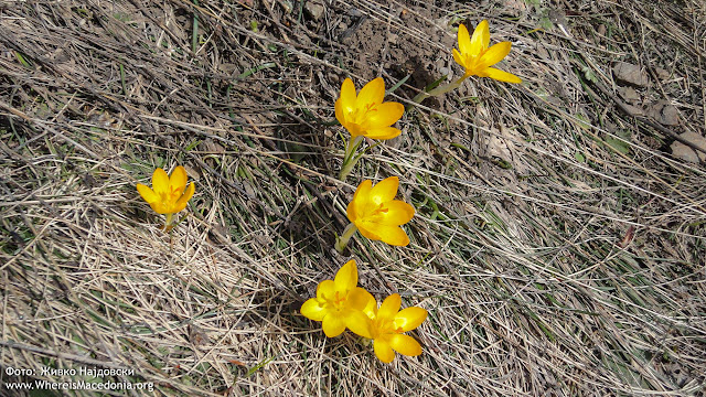 Yellow Crocus plant - Medicinal Plants in Macedonia