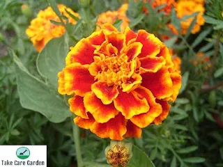 Tagetes Patula: Cultivando e Cuidando de Malmequeres Anões