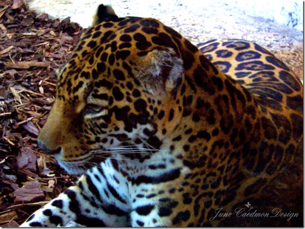 Jaguar_Color
