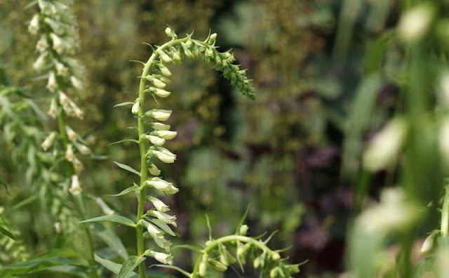 Digitalis Lutea Flowers Pictures