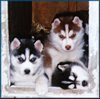 huskies-puppies