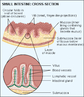small-intestine-appearance-in-cealiac-disease