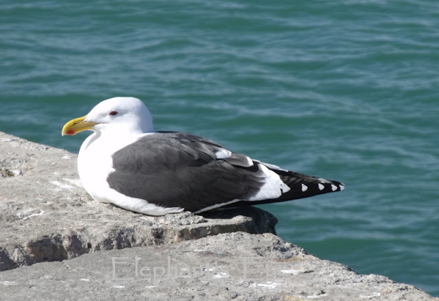 Kelp gull