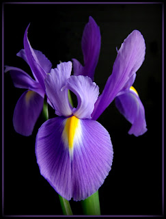 The Iris was photographed against a blackboard and the border added using Picasa 3