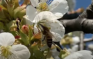 Cómo polinizar jardines con abejas