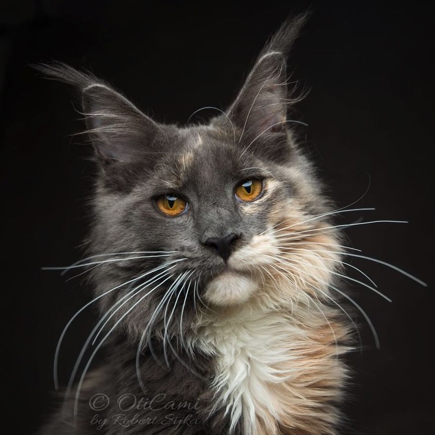 44 Breathtaking Pictures Show The Majestic Beauty Of Maine Coons