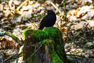 পাখির ছবি পিক