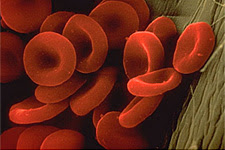 Red blood cells