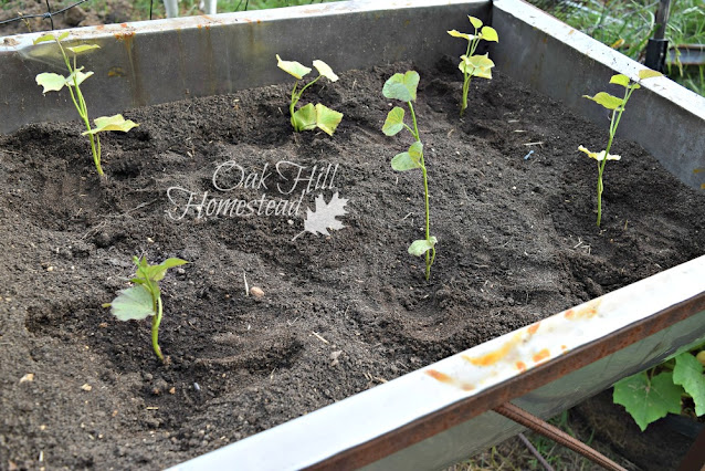 Newly-planted sweet potato slips