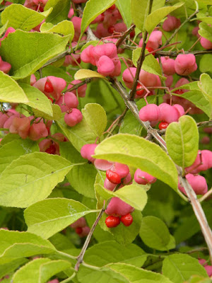 Euonymus phellomanus corktree spindle tree berries at the Toronto Botanical Garden by garden muses-not another Toronto gardening blog