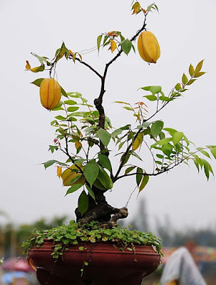 Trồng cây bonsai ăn quả để mang lại tài lộc