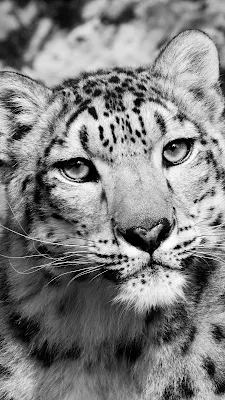 Leopard wallpaper backgrounds iPhone dan Android